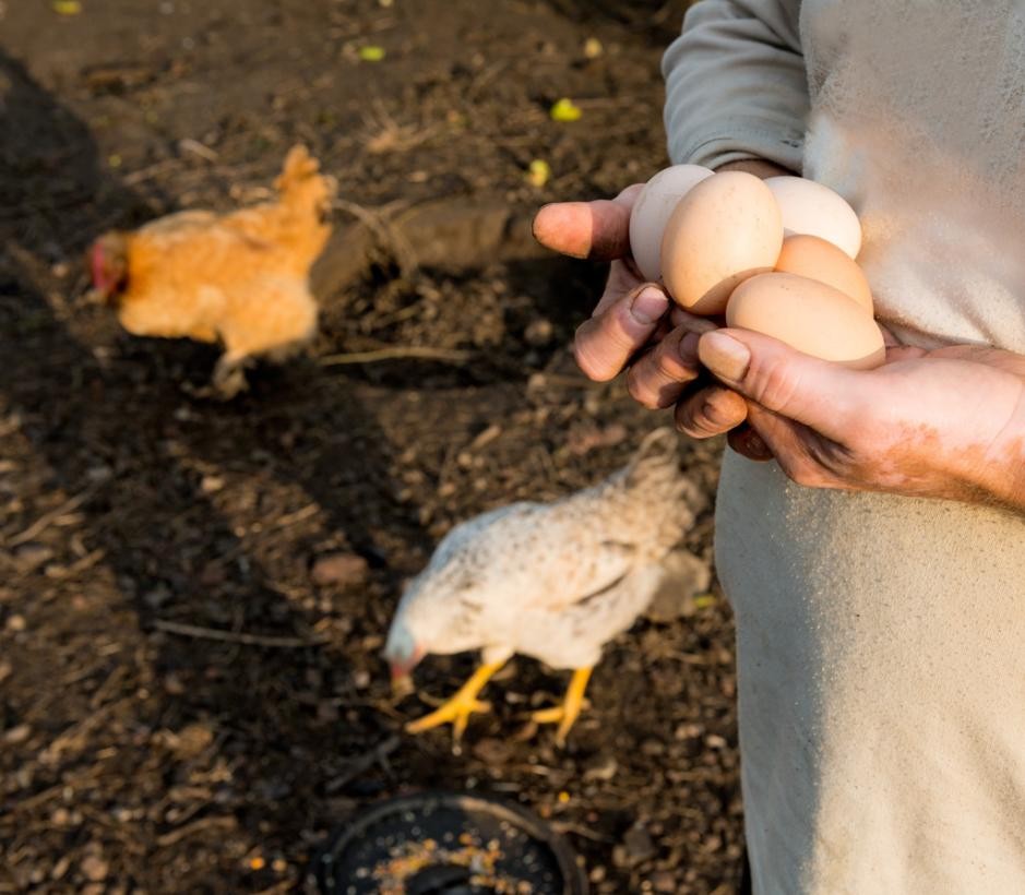 全球闹蛋荒！台湾省13元1颗茶叶蛋，美国为吃鸡蛋租母鸡