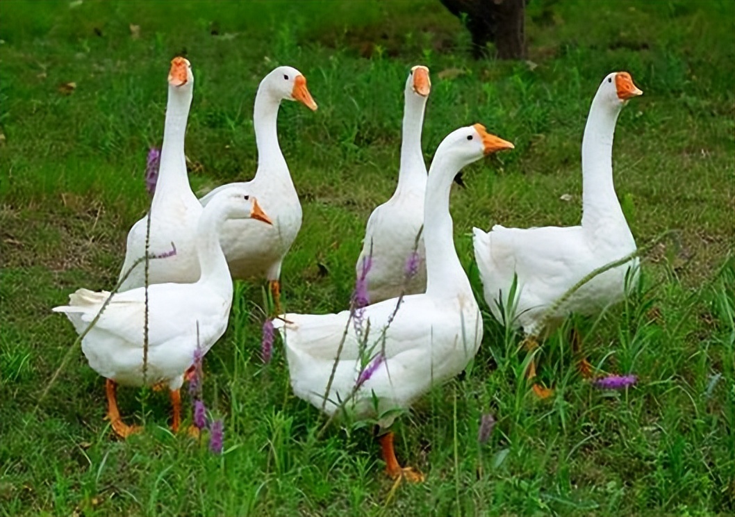 鹅拉稀拉绿水怎么办,大鹅拉绿色稀粪怎么治