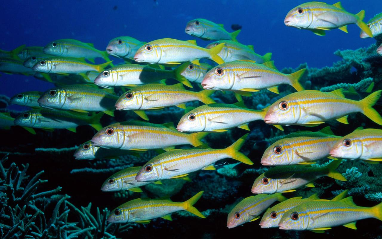 大连渔业发展,大连有多少种鱼类