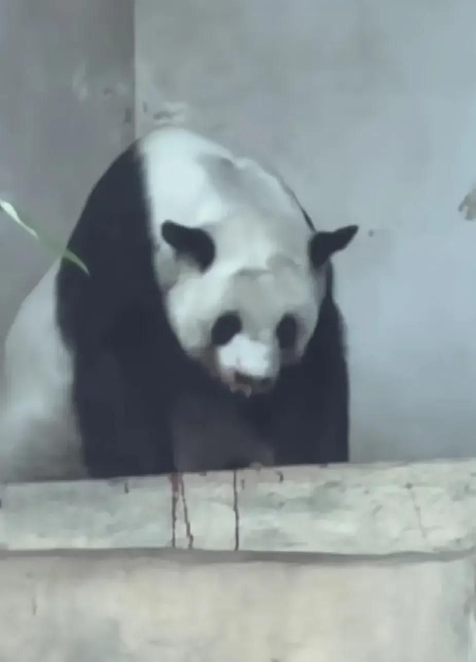 它们被续签给泰国时可是生死合同!却被说成可在泰国安心终老?