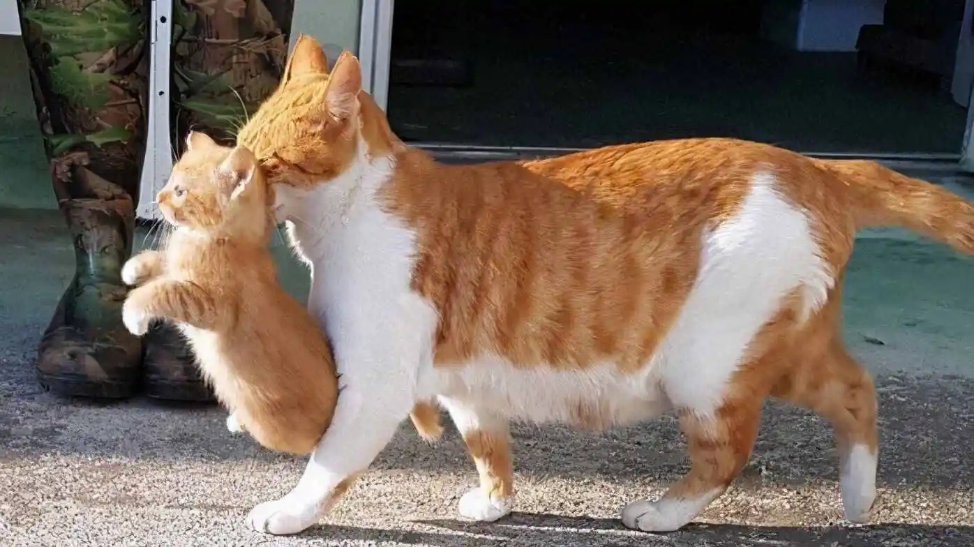 后颈皮对于老虎来说意味着什么,老虎后颈肉会变成猫吗