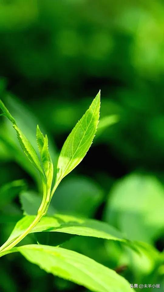 最美的手机壁纸大全,养眼养心的壁纸