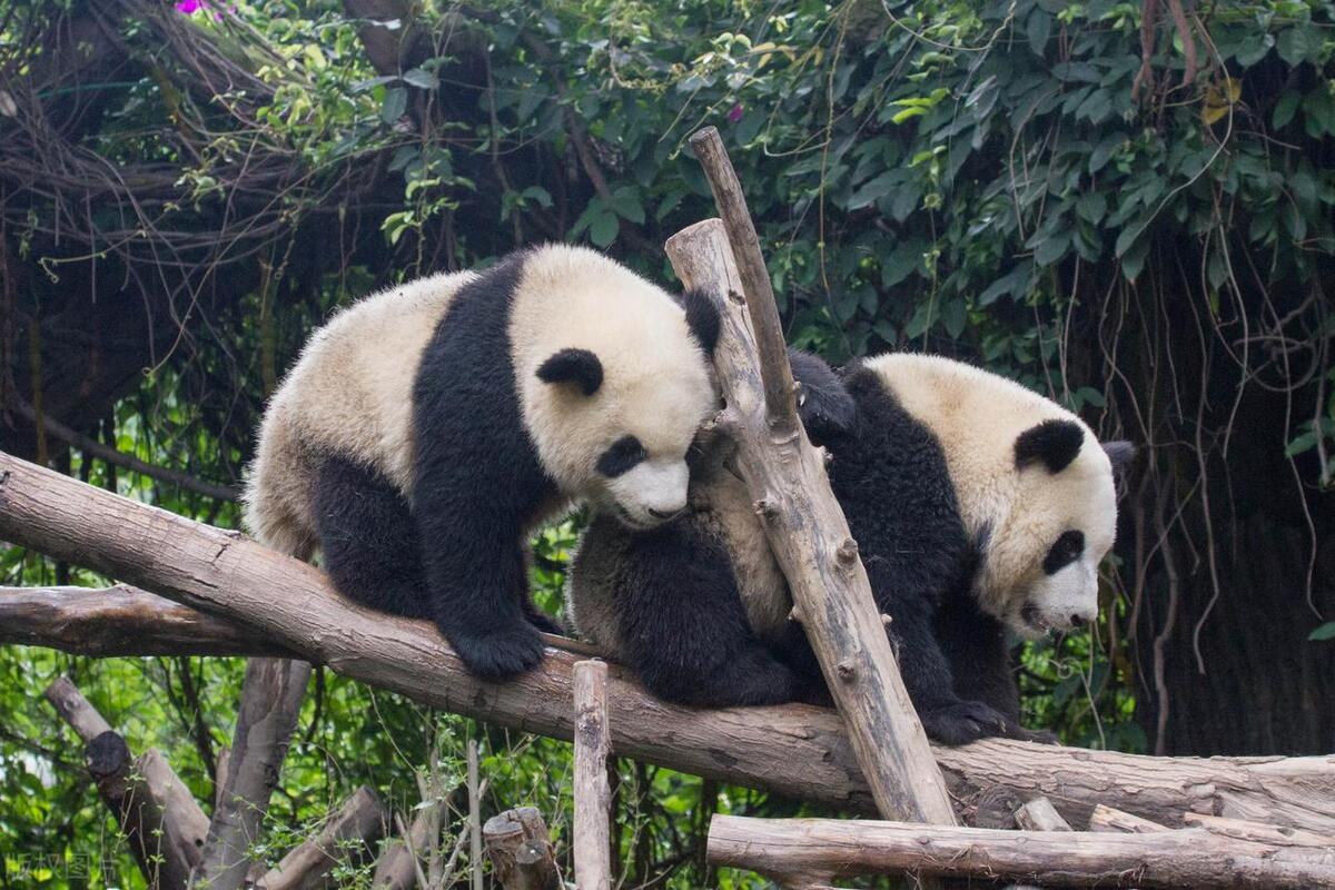 四川成都旅游景点大全排名榜,四川成都旅游景点天气15天