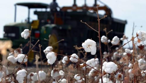 棉布如何导致*国亡**？害惨黑人的为何是印度？