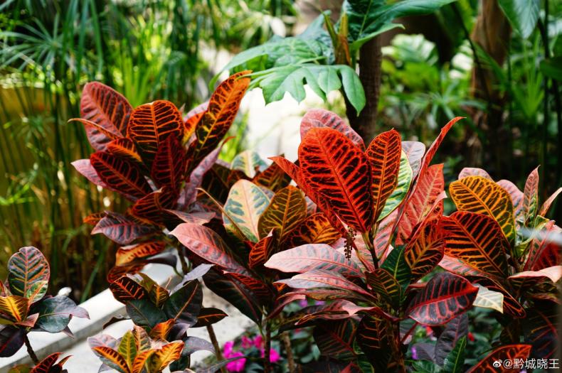 北京植物园的赏花的最好时节,西山秘境惊艳北京的植物