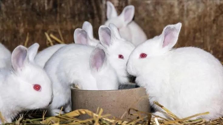 刚生下来的兔仔怎么管理,刚出生兔仔怎么人工喂养