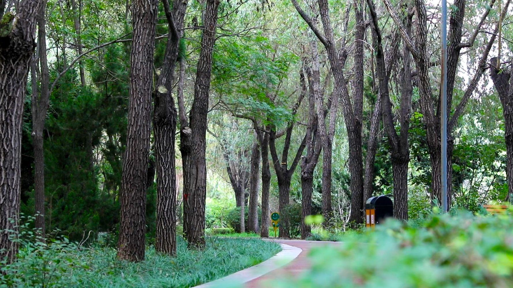 枣强森林公园和千亩森林公园,衡水枣强县天然氧吧