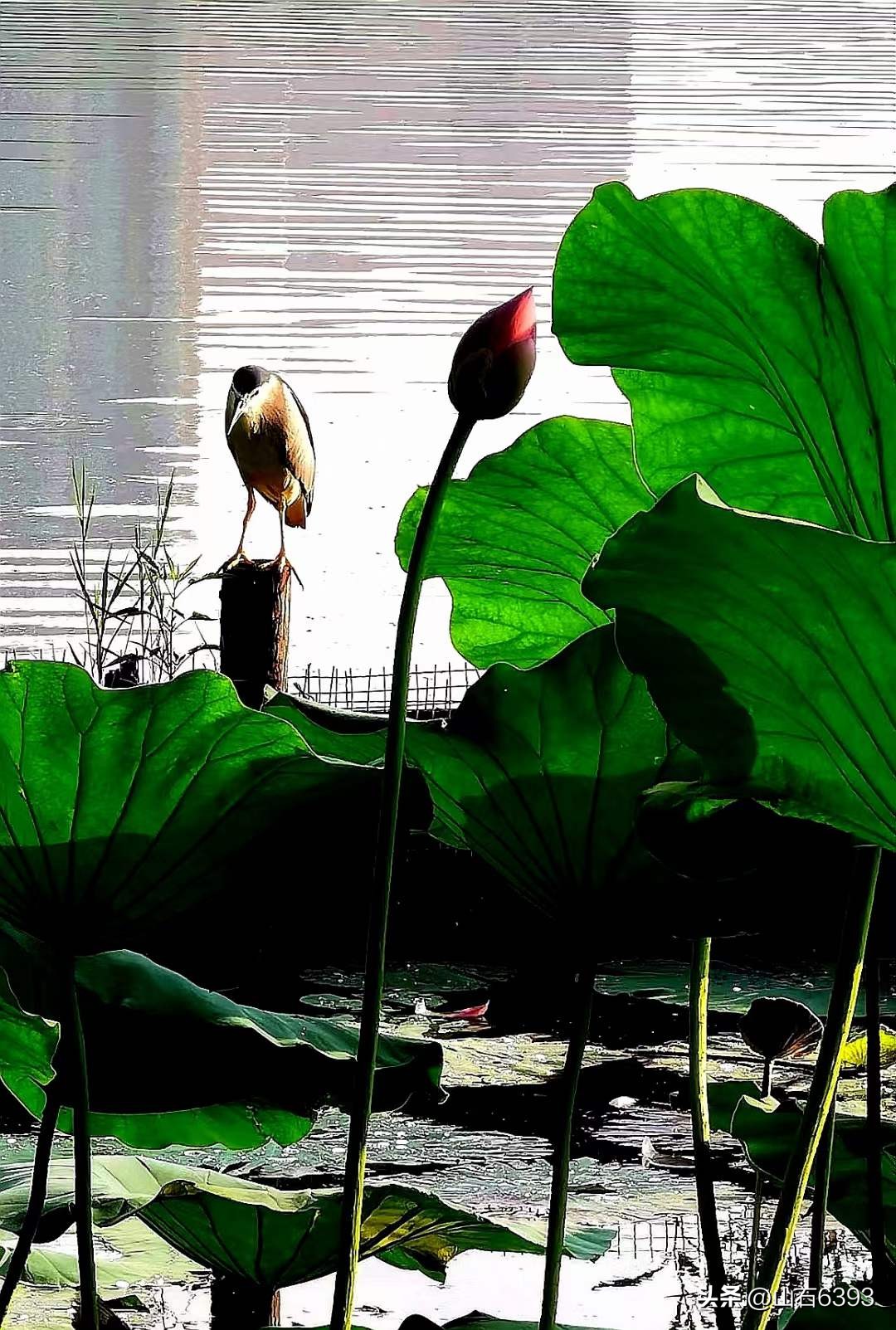 「战友美拍」“荷颂”系列17:陶俊峰的《荷叶之美》