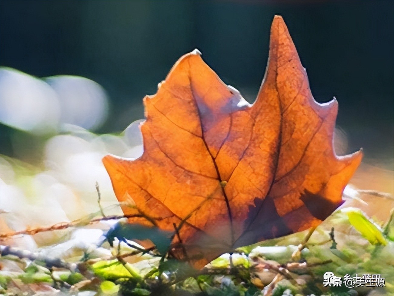 黄平稳｜自强自立闯市场——记西安康利新型材料实业公司王莉