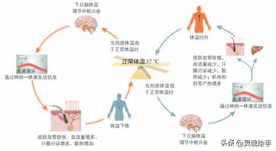 持续发烧会引起什么症状,发烧突然死亡了啥原因