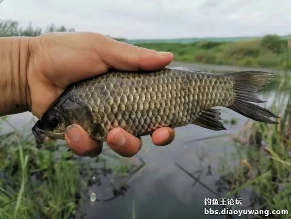 情理之中的上一句,情理之中的意料之外