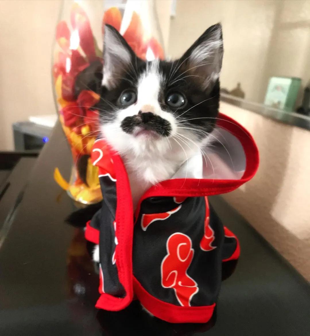 因为长了嘴一字胡，奶牛猫无人领养，却因祸得福成了网红