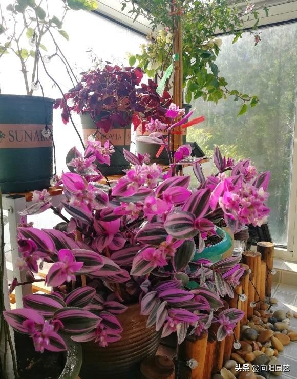 婚礼吊兰和油画吊兰哪个好看,一盆油画吊兰多少钱