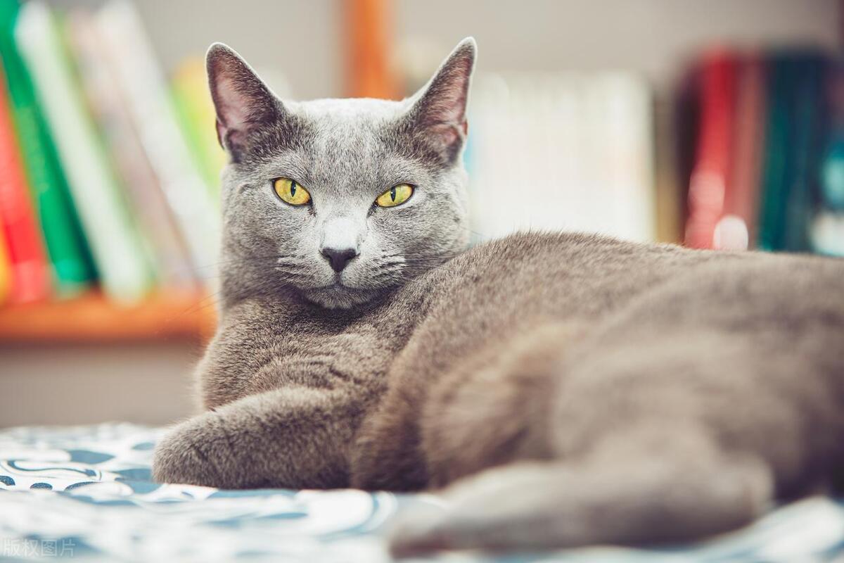 俄罗斯蓝猫优雅永不过时,俄罗斯顶级蓝猫