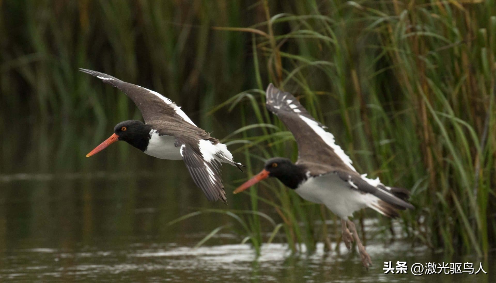 鸟类对人类还有哪些好处呢,人类没有了动物会怎样