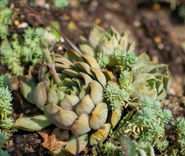 怎么养多肉叶子才能看起来油亮,多肉夏天叶子干了很多怎么办