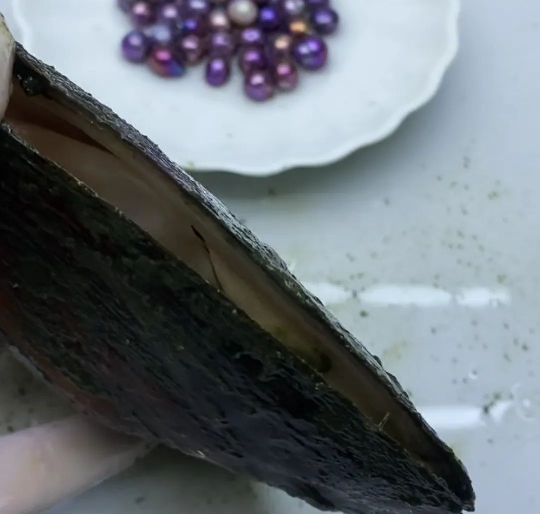 开蚌壳取珍珠一年赚多少钱,开蚌取珍珠直播大揭秘