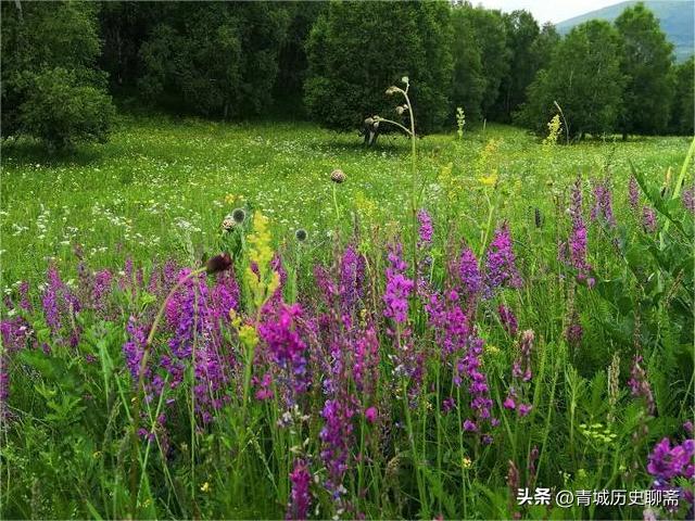 萨顶顶是藏族还是汉族,萨顶顶怎么变成蒙古族