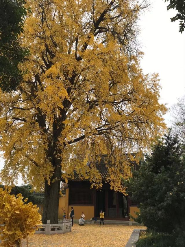 苏州秋季旅游最值得去的地方,苏州赏秋一日游攻略