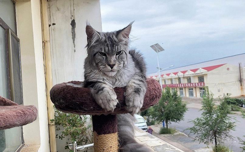 为什么缅因猫幼崽便宜很多,缅因猫为什么不建议养