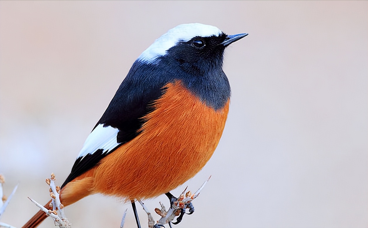 50张最佳鸟类摄影作品,鸟儿大全大图