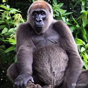 你见过猫咪吞口水吗,猫咪有肚脐眼吗