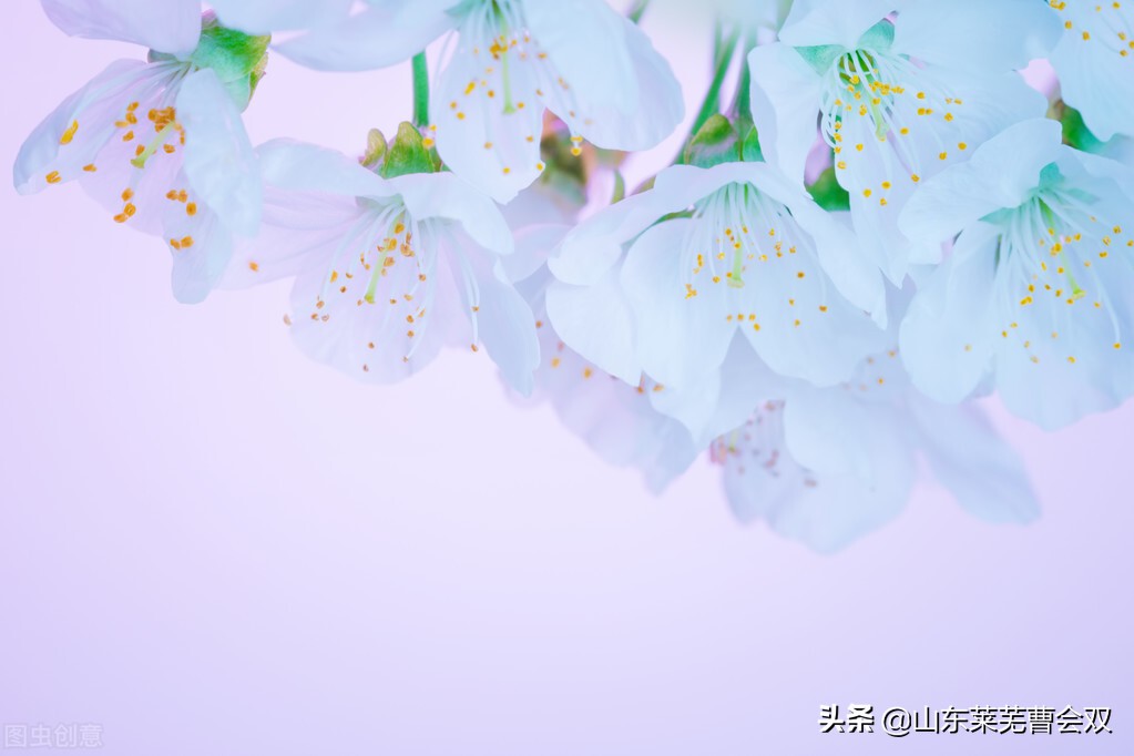 玉兰花的形容词,形容玉兰花盛开的词语