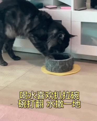 养猫的100个怪癖,养猫变态
