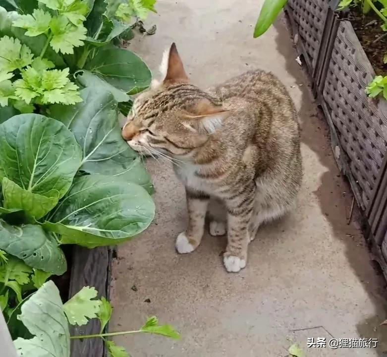 以“上海”命名的蔬菜——上海青，也叫瓢儿白、油白菜、青菜