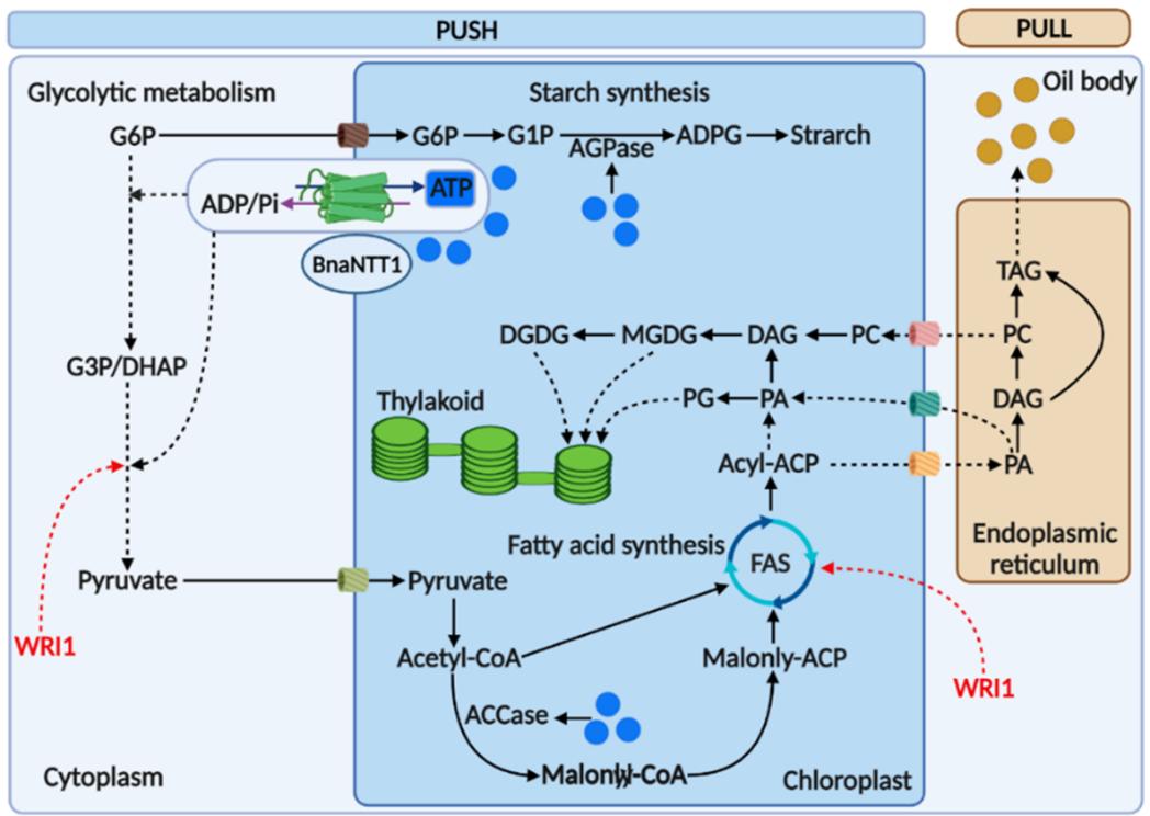 ZIP转运蛋白内部锌摄取的组氨酸突变体细胞活性自我调控机制