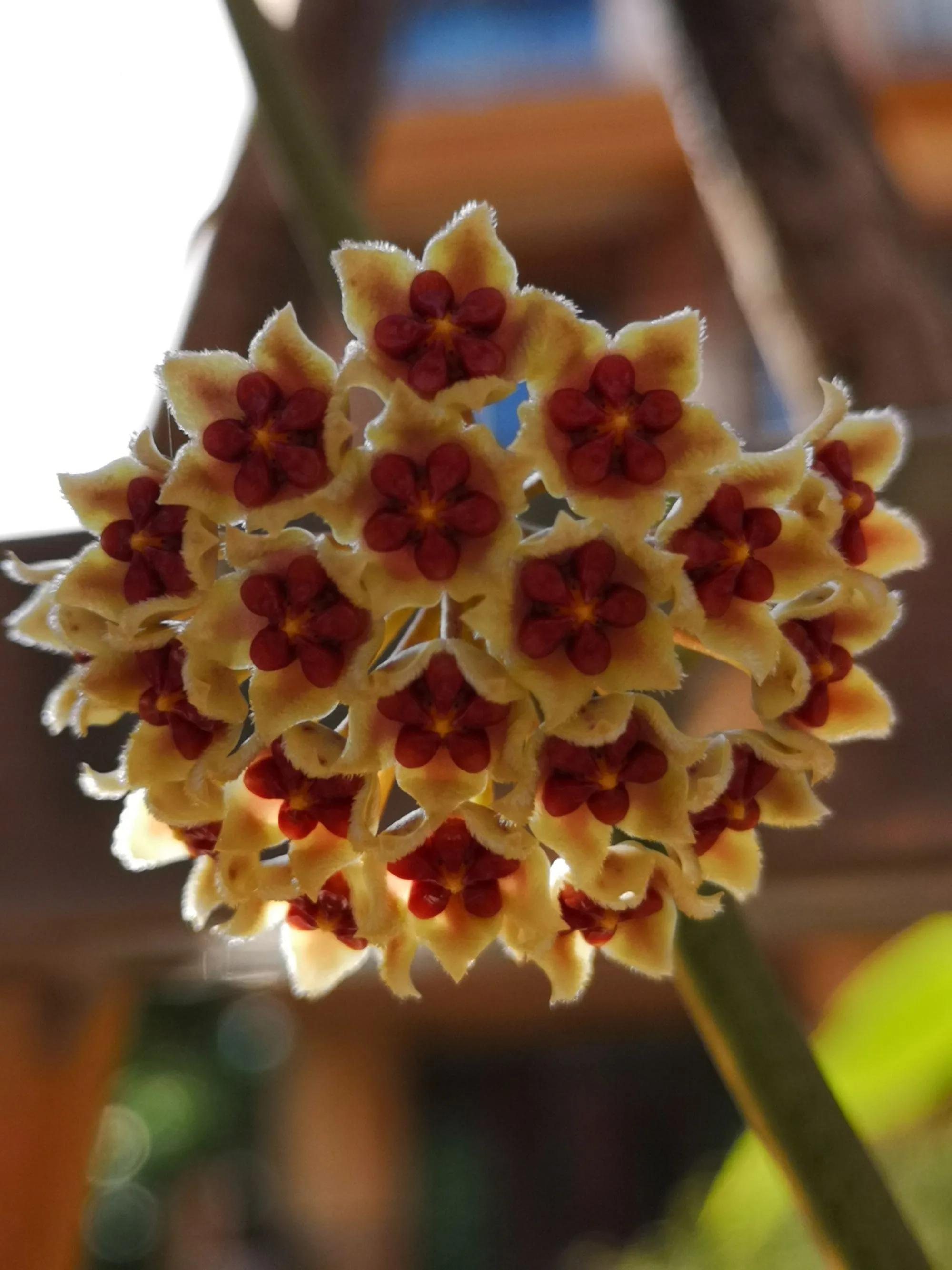 球兰花盛开瞬间,球兰花开完整版