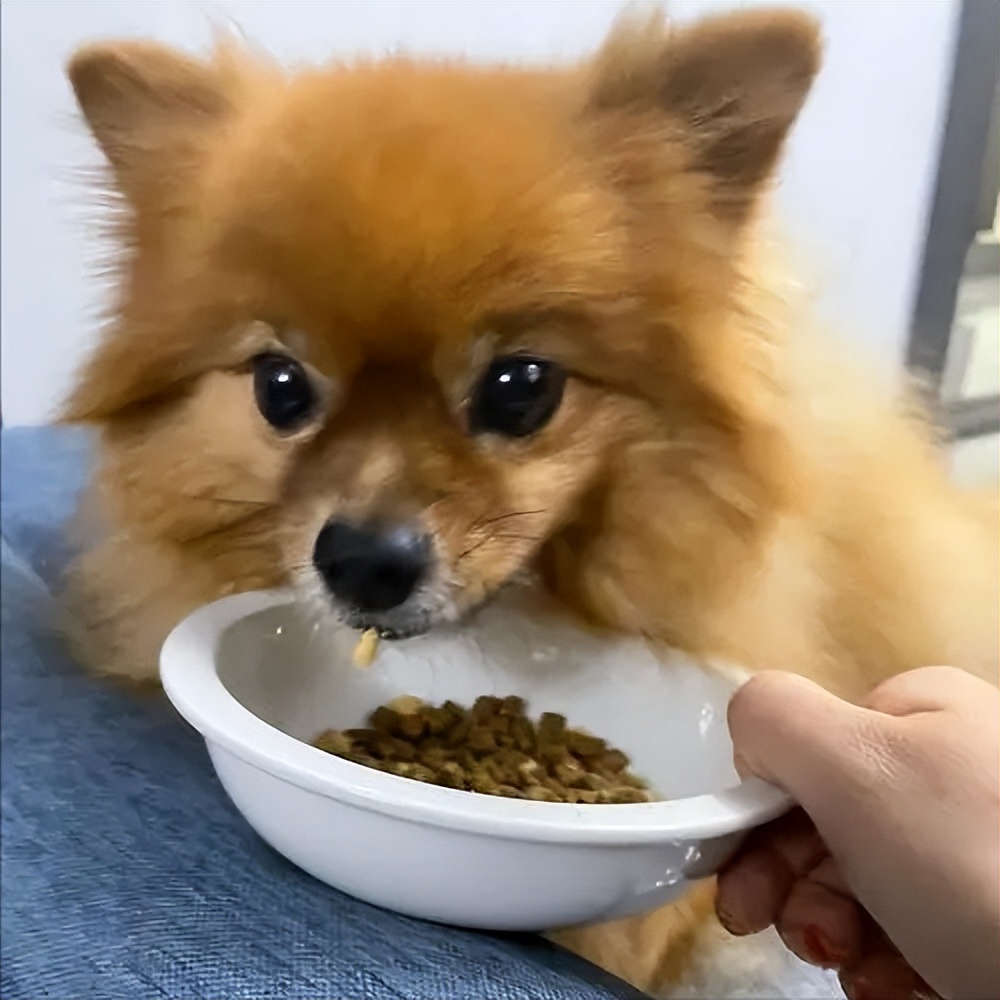 博美犬挑食,挑食的博美犬吃什么狗粮