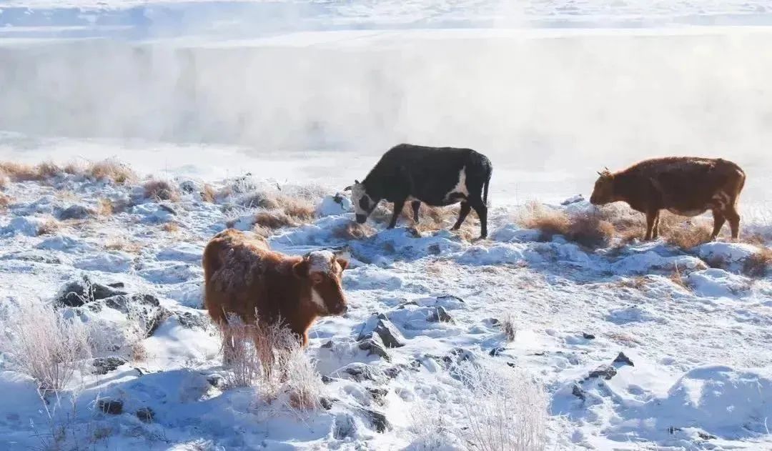 鍐呰挋鍙ゅ宸磋兒椋庢牸琛ｆ湇,澶氬反瀹夌┛鎼唴钂欏彜