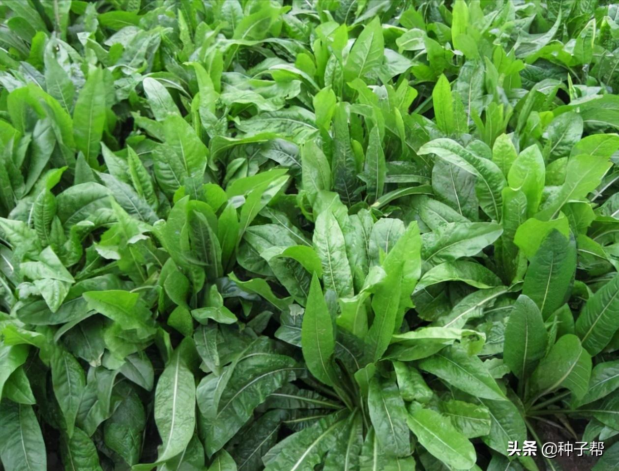 养兔子种什么牧草？这款牧草吃多不拉稀，能止泻，亩产10吨以上