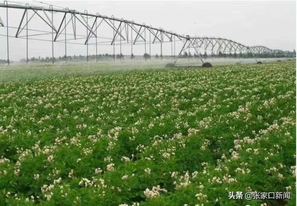 张家口坝上明珠沽源,张家口沽源坝上最新消息