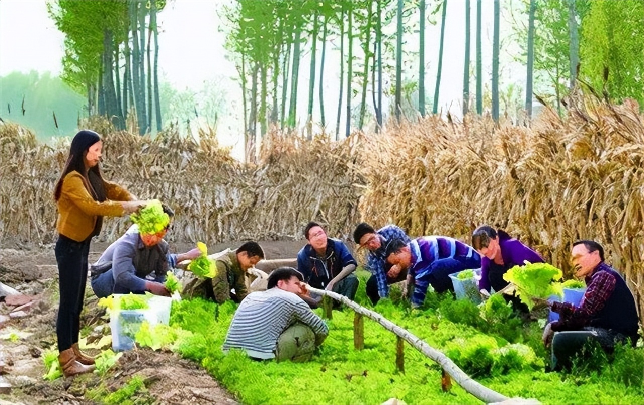 清华女博士放弃高薪工作,清华女生放弃百万年薪去乡村教书