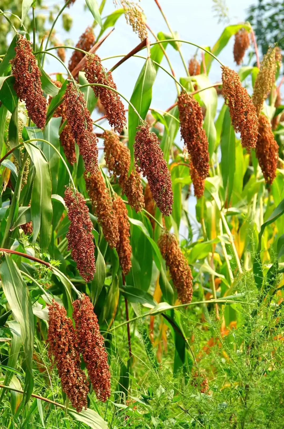 高粱品种图片大全,高粱乌米图片