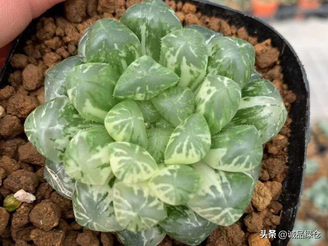 多肉植物十二卷是哪些,多肉植物十二卷名字的由来