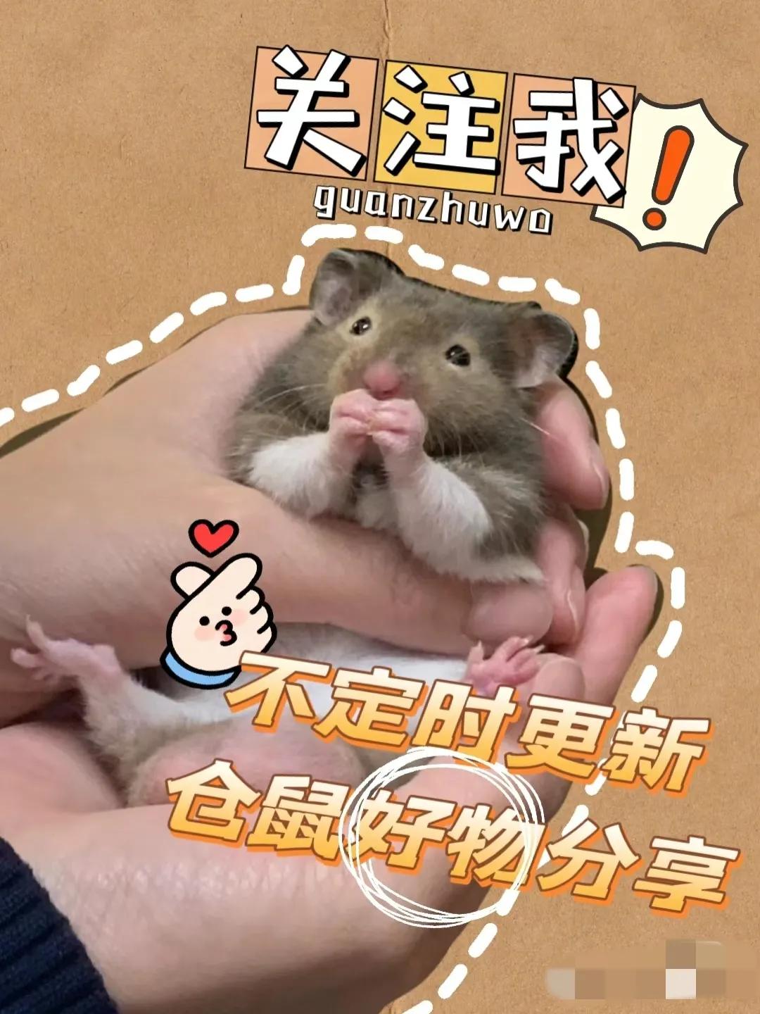 萌宠大百科仓鼠,萌宠图鉴仓鼠