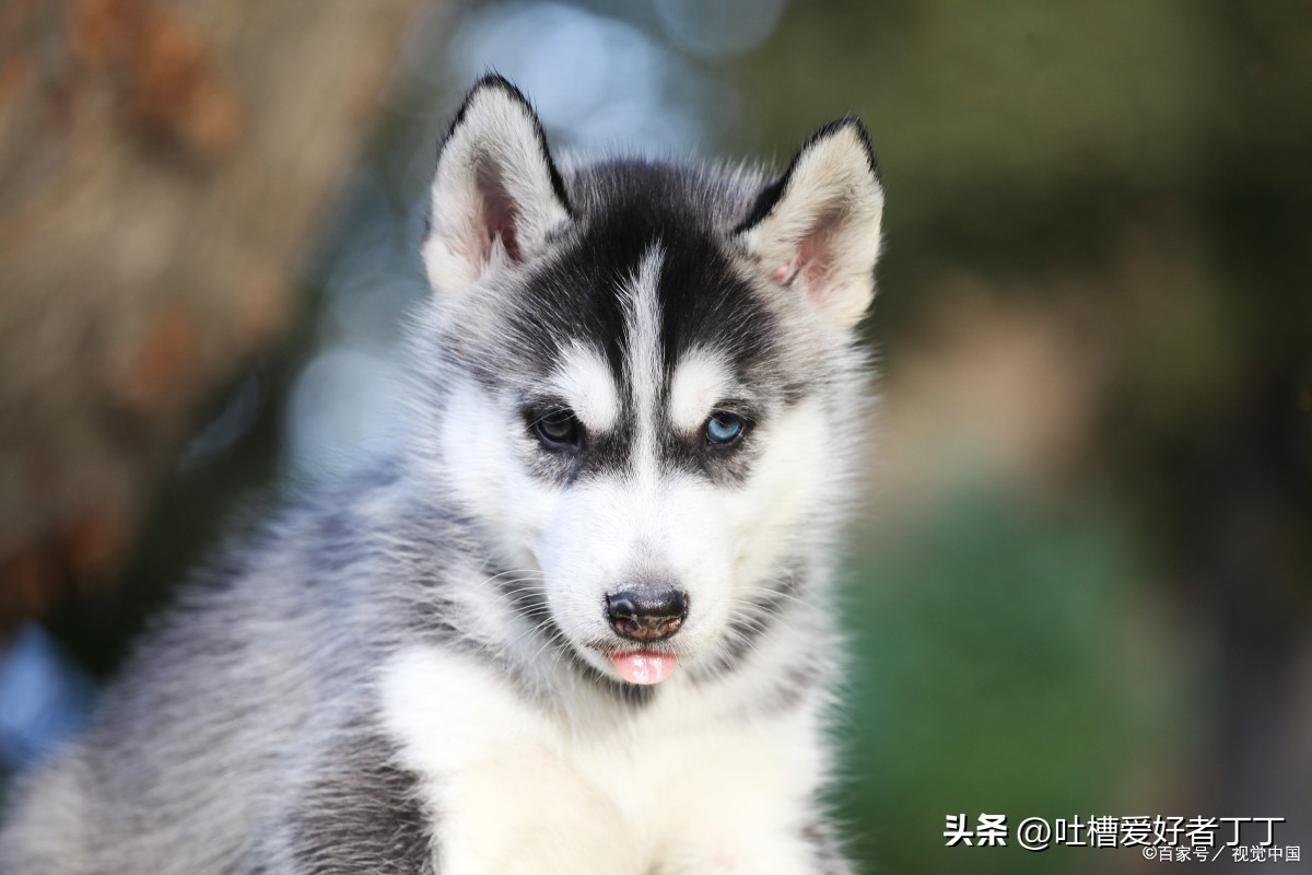 哪种巨贵犬最便宜,最烧钱的犬排名
