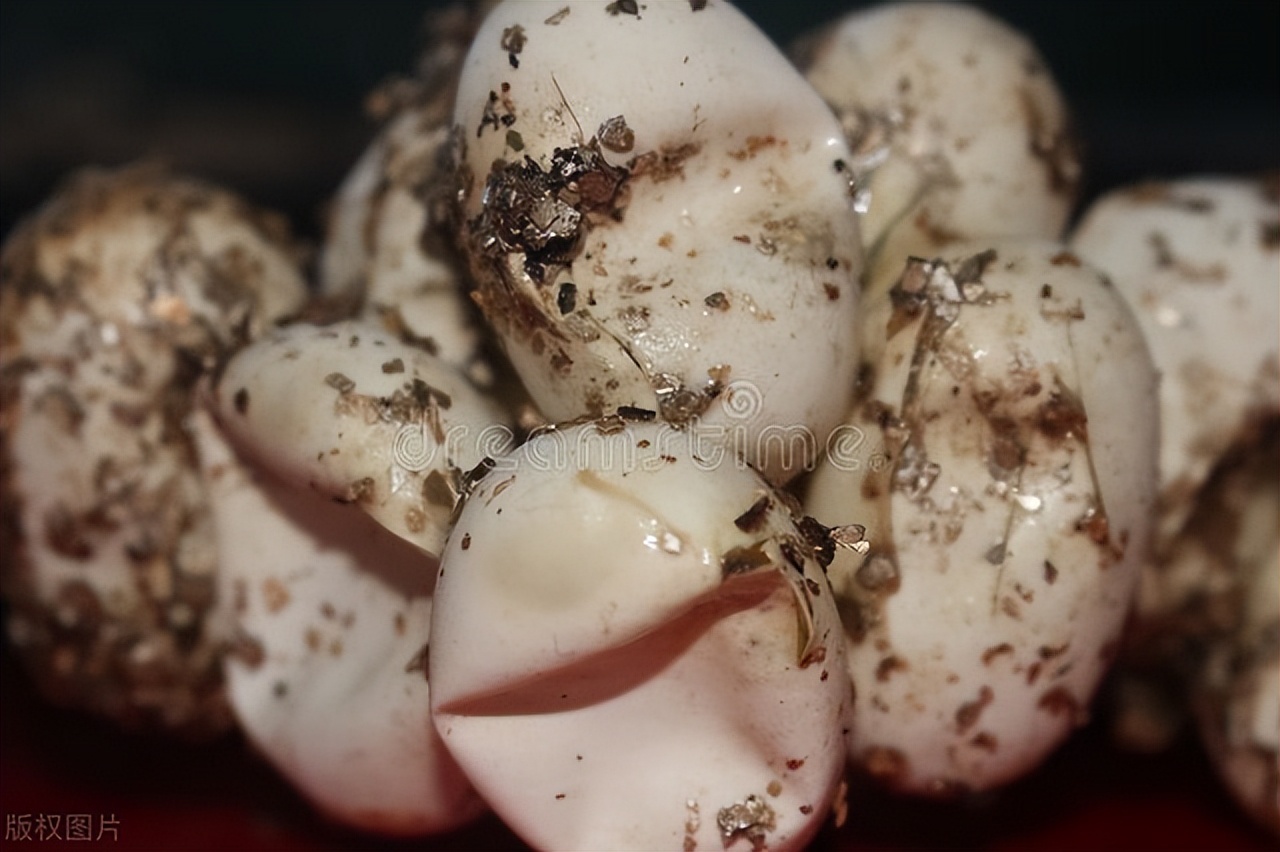 蛇进化成爬行动物,爬行动物巨蛇