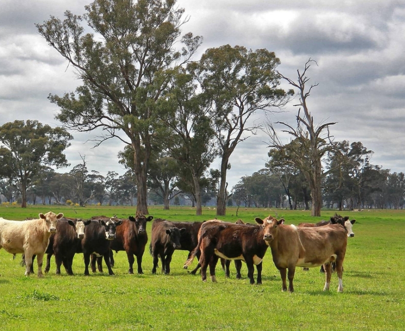 农村哪三件生意严查,农村开展大整治三种生意不能做