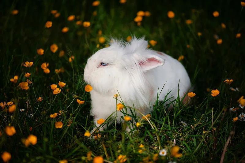 什么宠物对纯素食者最好,好养且可以食用的宠物有哪些