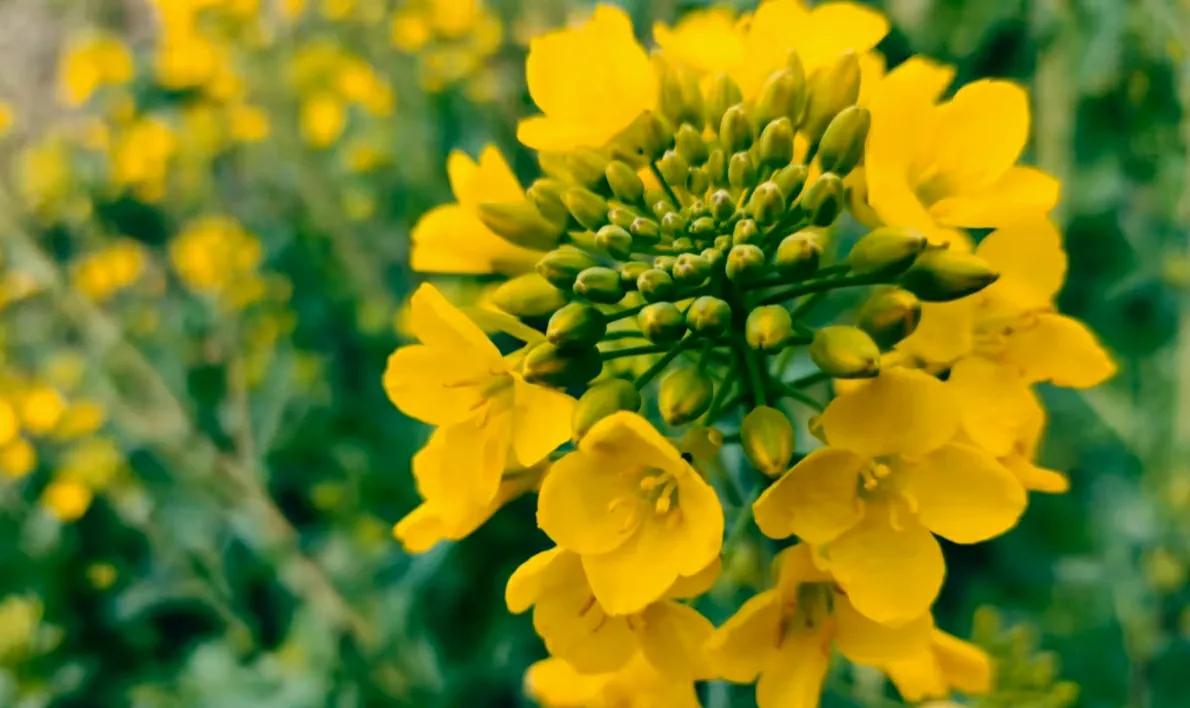 贵州网红草根把亲妹妹介绍给大衣哥做儿媳，返回老家一路江南美景