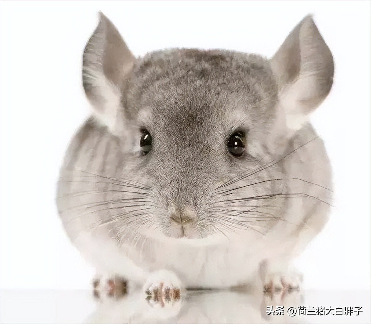 养龙猫的十大坏处,宠物龙猫怎么养攻略教程