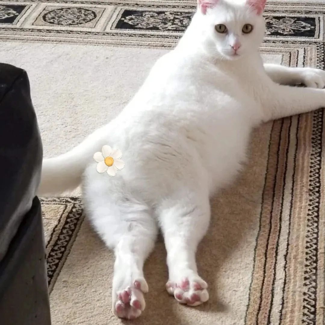 夏天天气很热猫和狗怎么养,为什么猫狗夏天不热