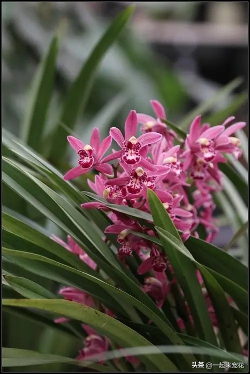 五种花好养易活色泽鲜艳花朵美丽,五种公认超难养的花你家养了几种