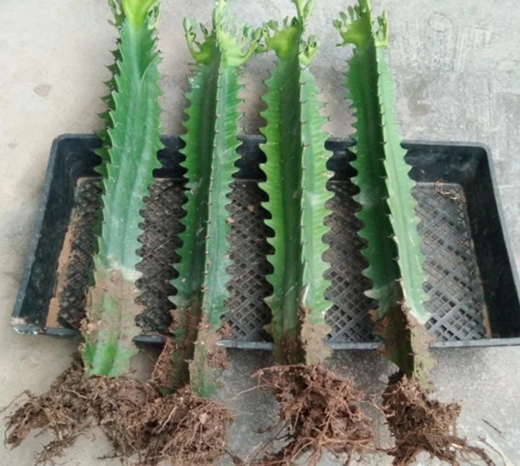 养人旺家聚福气的花,什么花让人心情愉悦又好养