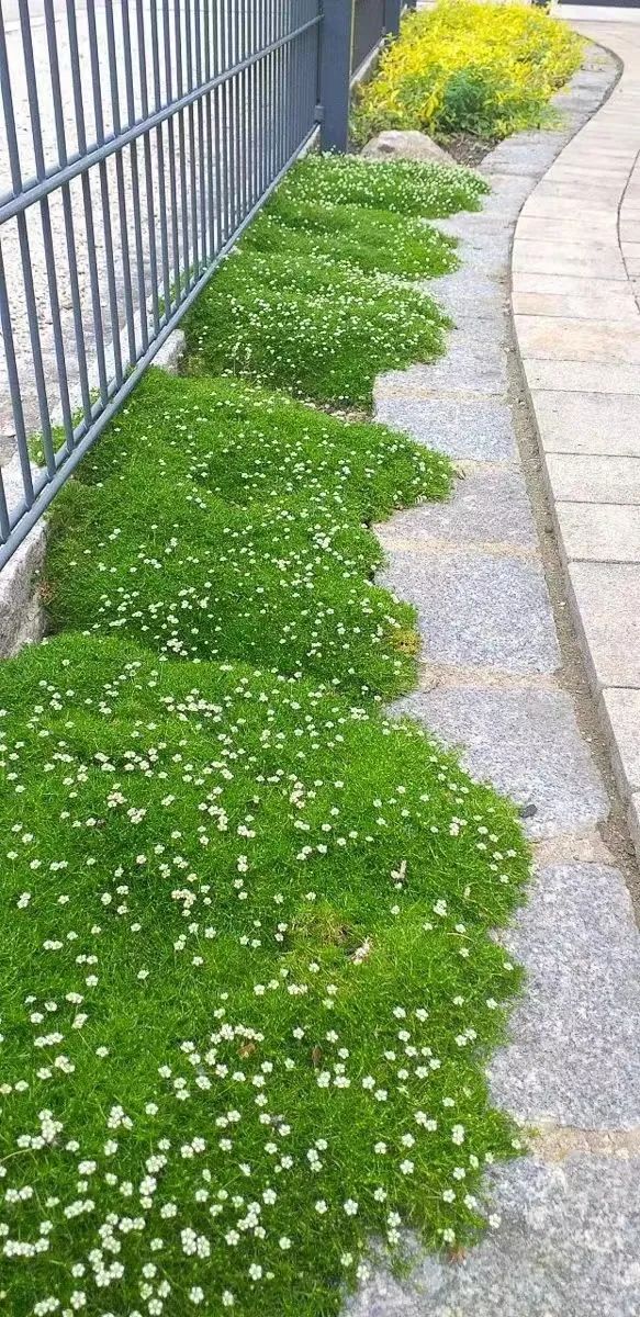 爱尔兰珍珠草盆栽,爱尔兰珍珠草的繁殖养护