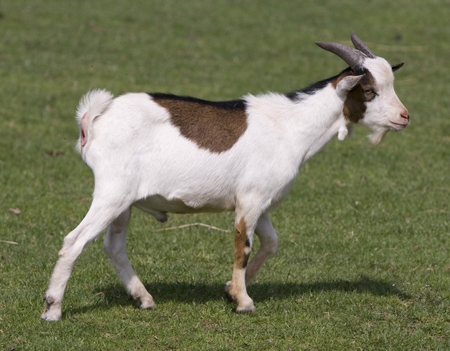 养羊在农村养多少只和打工差不多,6万元可以养羊吗